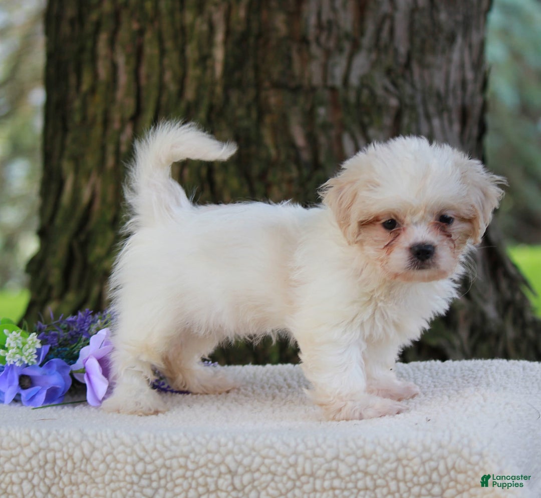 Shih Tzu dogs for sale: Clara - Image 4
