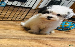 Maltipoo dogs for sale: Bouncer - Image 1