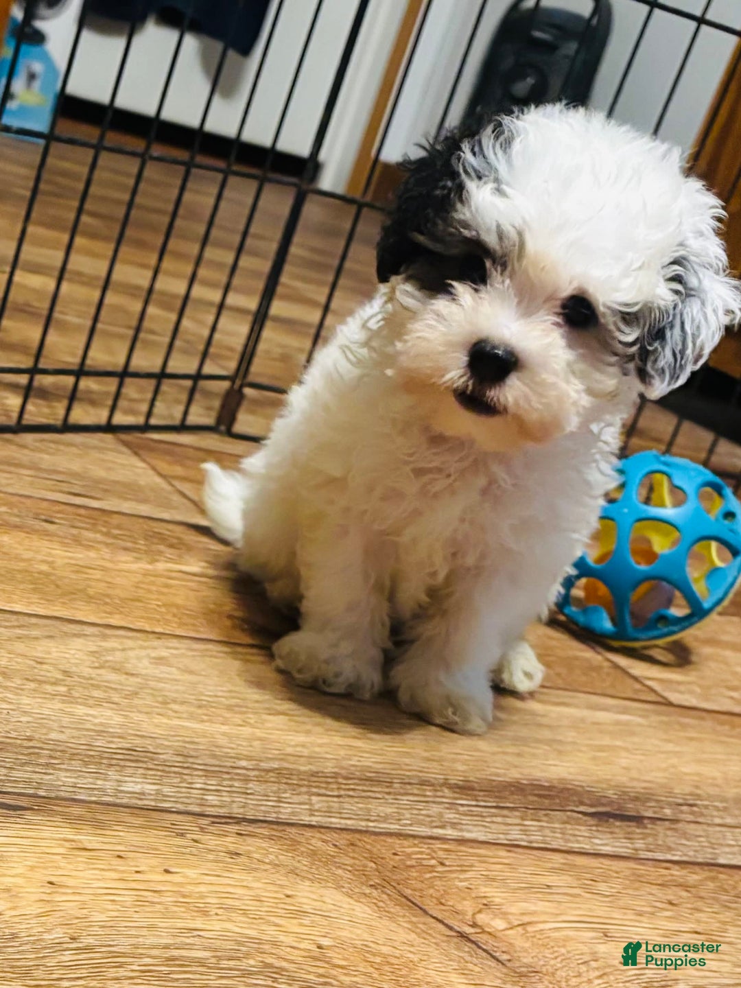 Maltipoo dogs for sale: Bouncer - Image 1