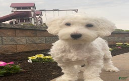 Coton De Tulear dogs for sale: Archer - Image 2