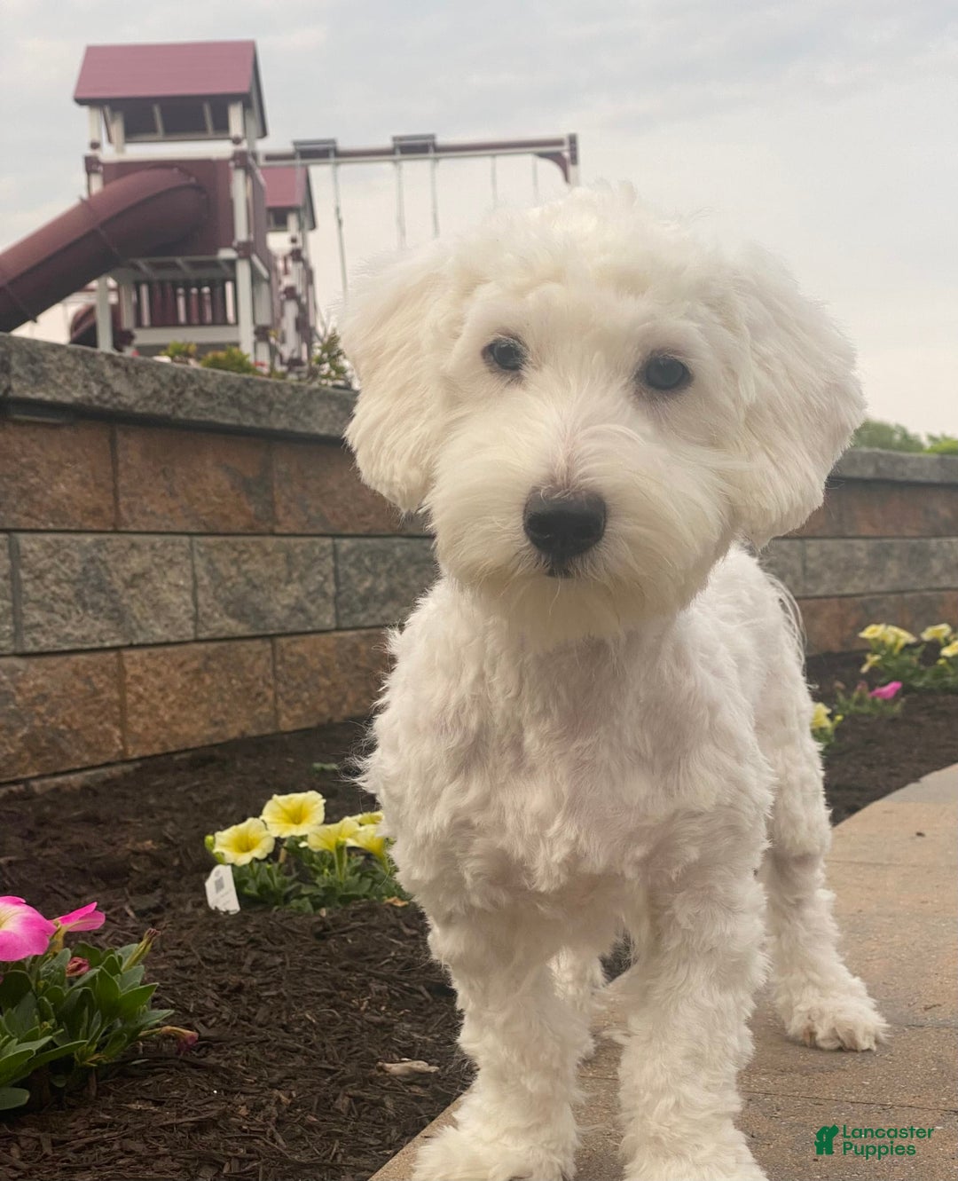 Coton De Tulear dogs for sale: Archer - Image 2