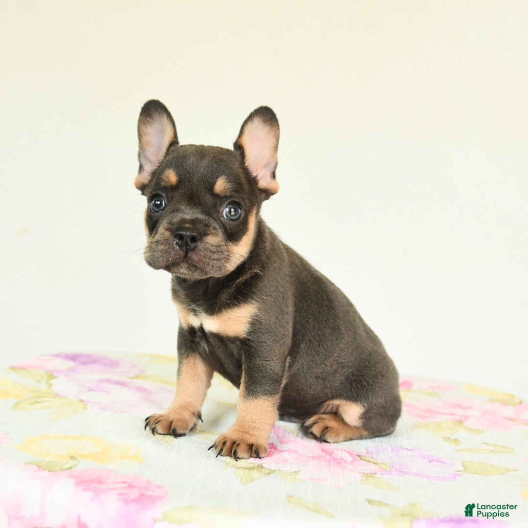 French Bulldog dogs for sale: Happy - Image 2
