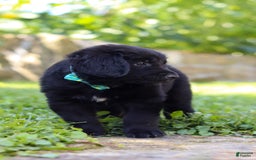 Newfoundland dogs for sale: Leo - Image 7