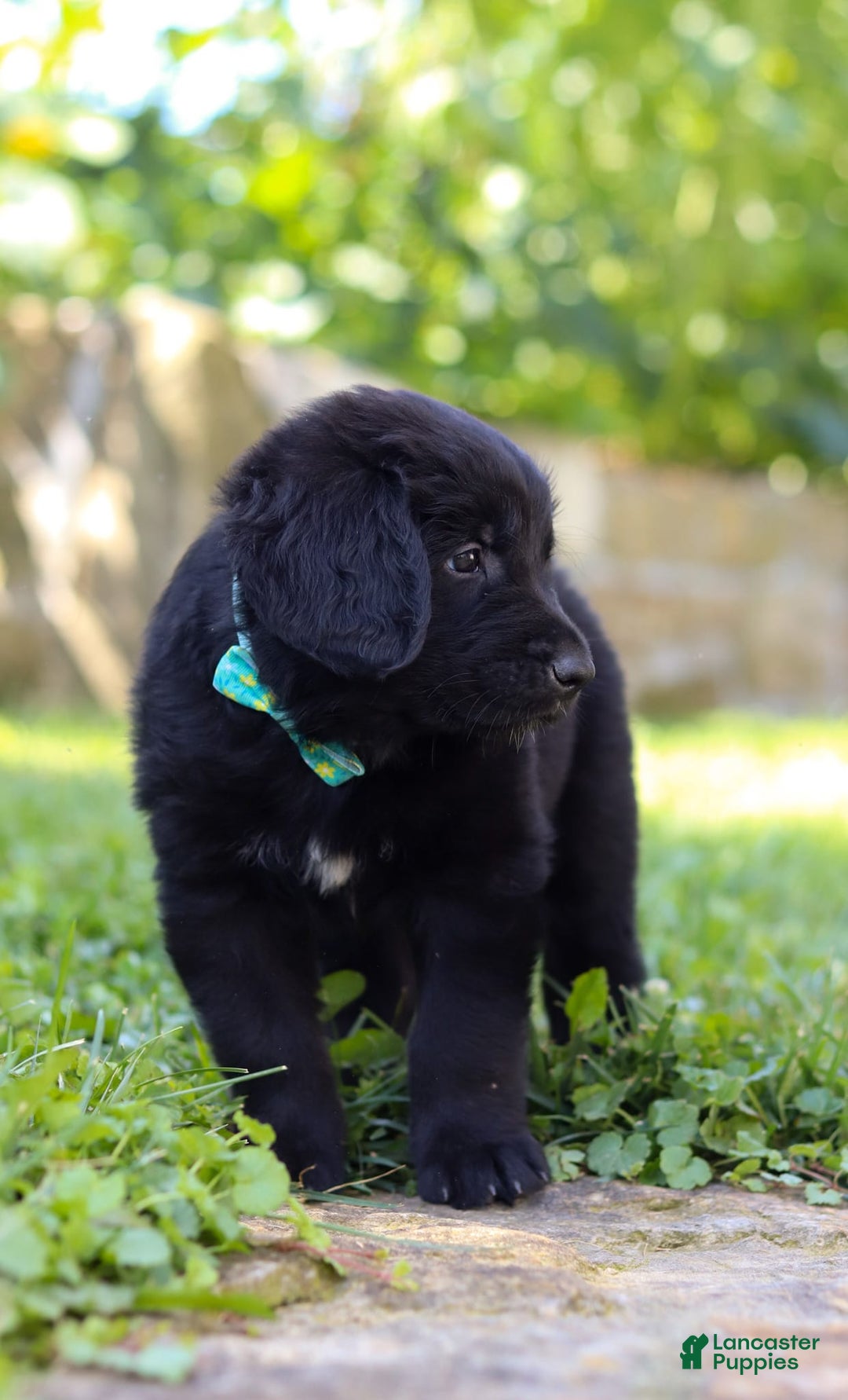 Newfoundland dogs for sale: Leo - Image 7