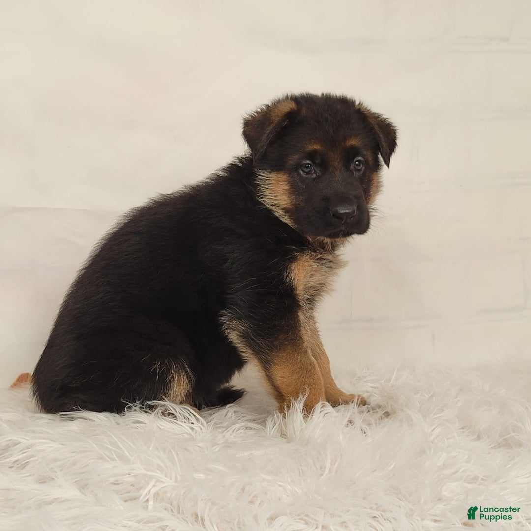 German Shepherd dogs for sale: Trex - Image 3