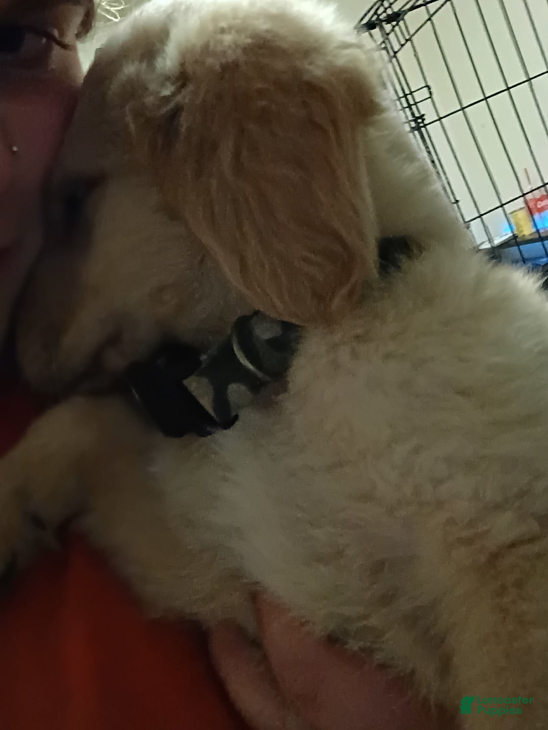 Golden Retriever dogs for sale: Ranger - Image 3
