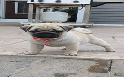 Pug dogs for sale: Pug 4 puppies - Image 8
