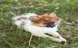 Pomeranian dogs for sale: Buddy - Image 1