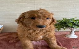 Goldendoodle dogs for sale: Victor - Image 4