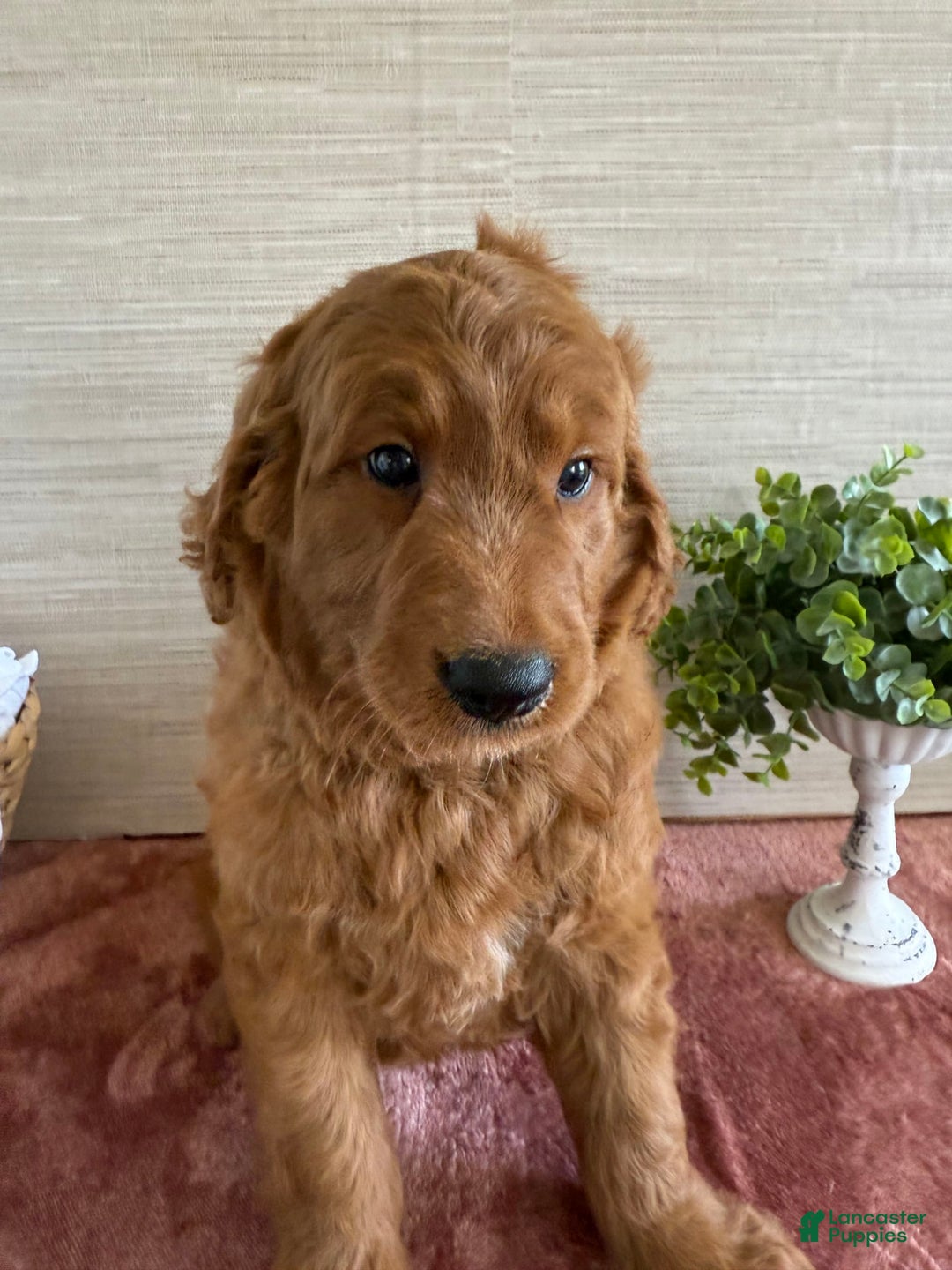 Goldendoodle dogs for sale: Victor - Image 4