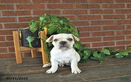 French Bulldog dogs for sale: Lilac - Image 5