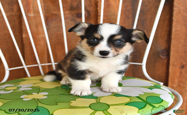 Welsh Corgi Pembroke dogs for sale - Ad 2