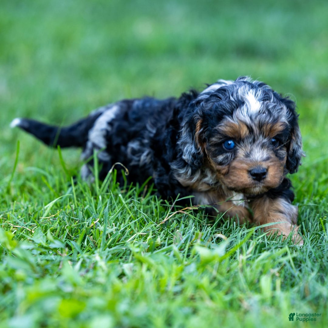 Cavapoo dogs for sale: Cavapoo 3 puppies - Image 3