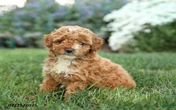 Toy Poodle dogs for sale: Biscotti - Image 4