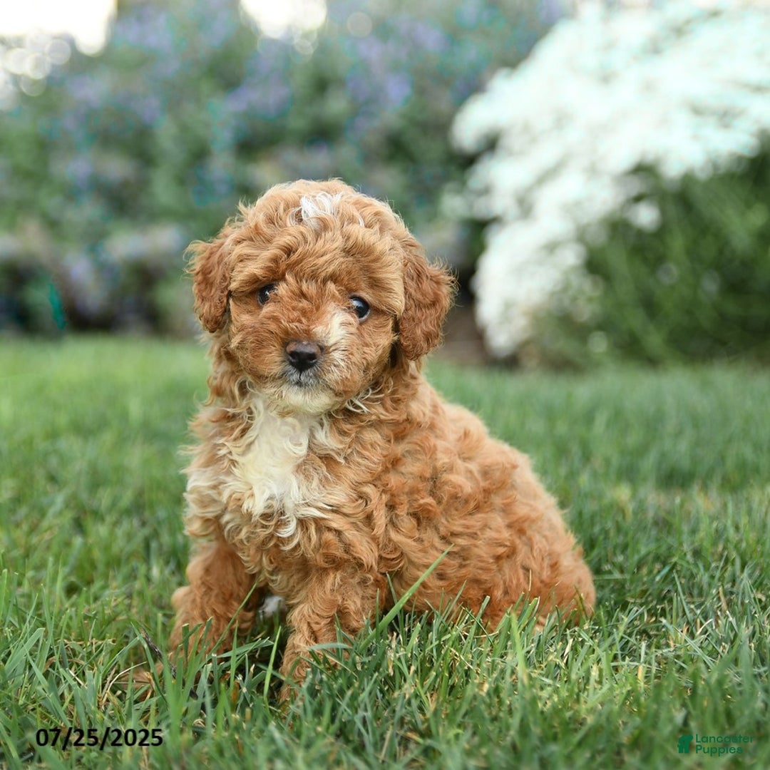 Toy Poodle dogs for sale: Biscotti - Image 4