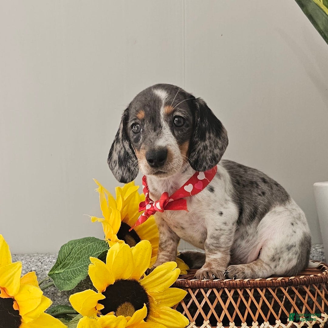Dachshund dogs for sale: Miss Bailey - Image 30