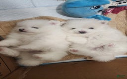 Pomeranian dogs for sale: Snow - Image 4