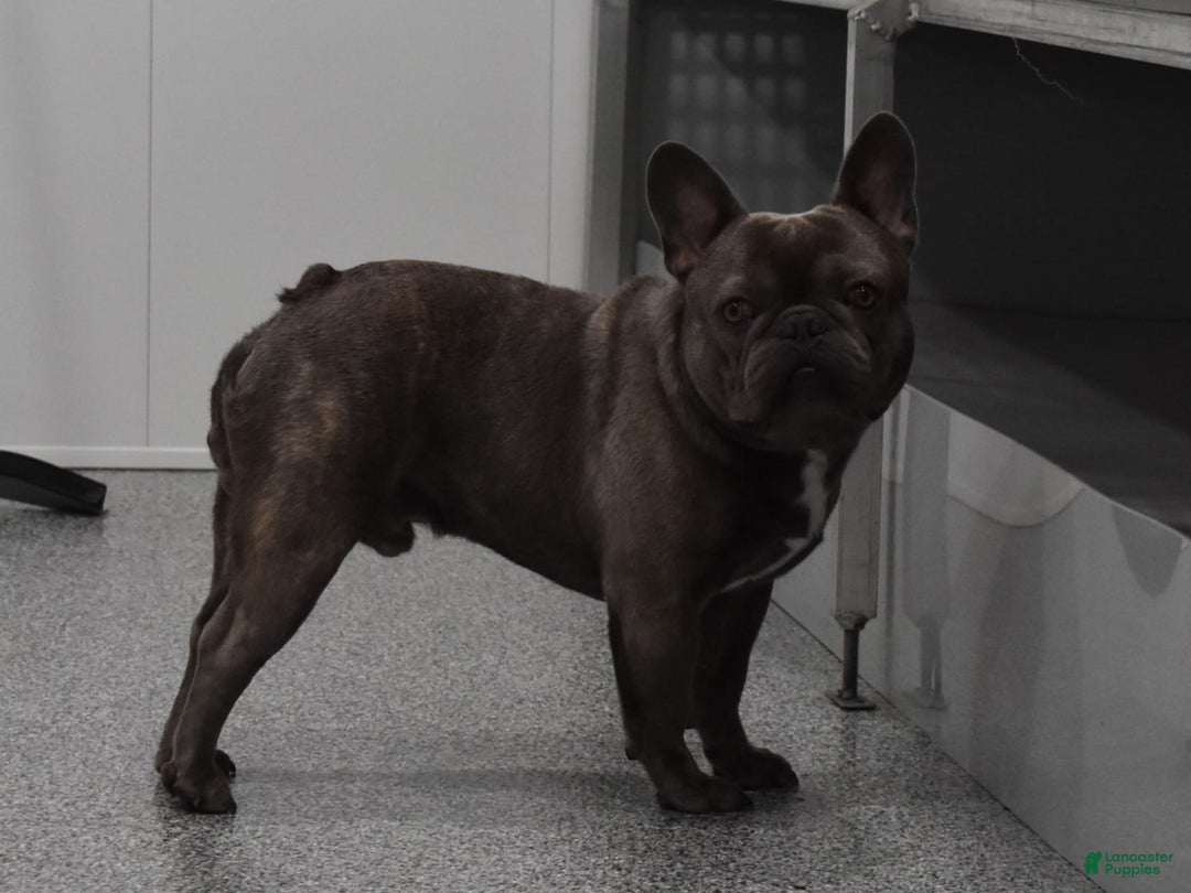 French Bulldog dogs for sale: Leo - Image 10