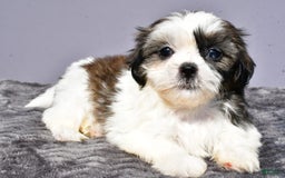 Shih Tzu dogs for sale: Uberta - Image 3
