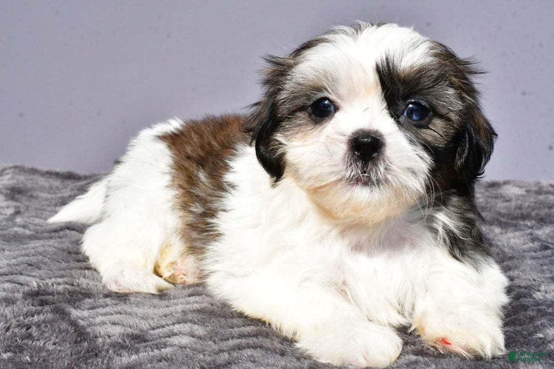 Shih Tzu dogs for sale: Uberta - Image 3