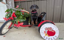 Doberman Pinscher dogs for sale: Marie - Image 7