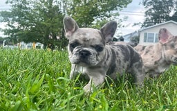 French Bulldog dogs for sale: Tinky - Image 5