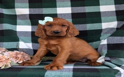 Irish Setter dogs for sale: Ivy - Image 1