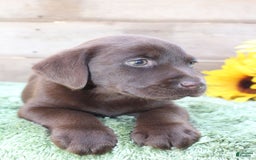 Labrador Retriever dogs for sale: Woody - Image 4