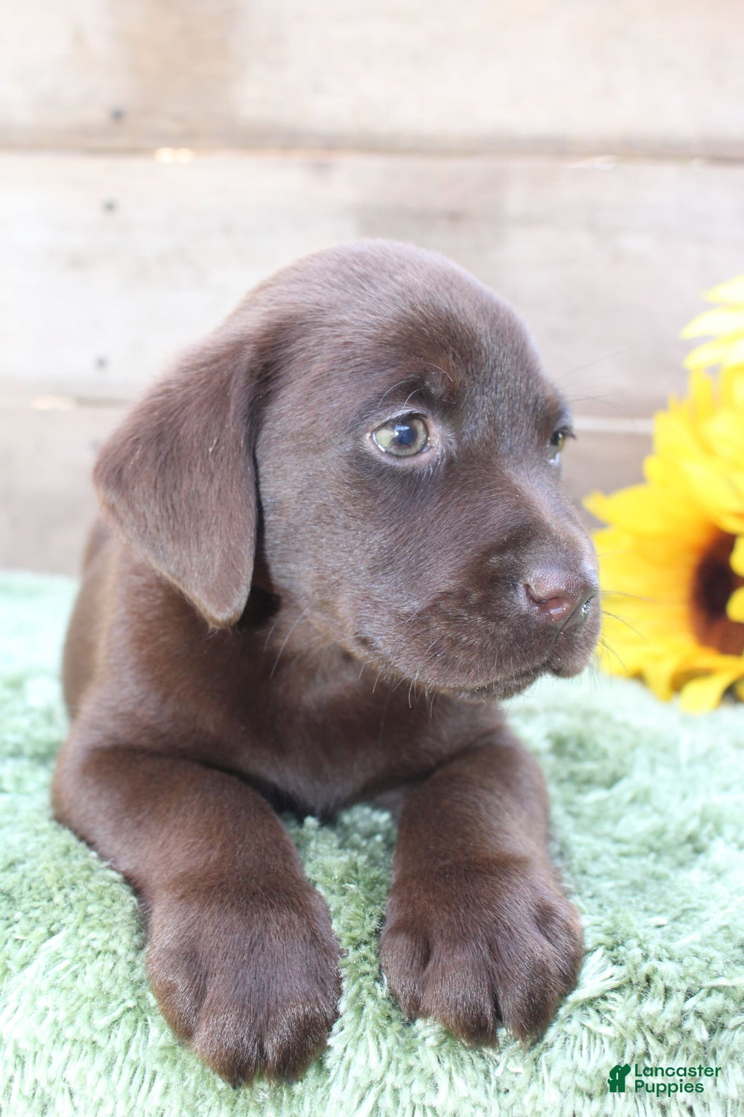 Labrador Retriever dogs for sale: Woody - Image 4