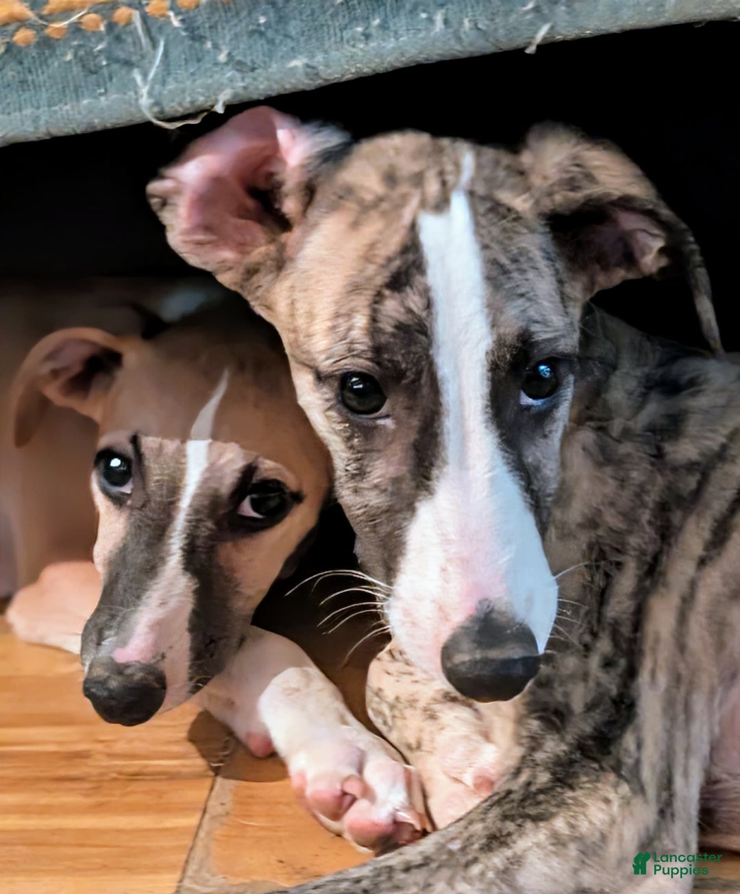 Whippet dogs for sale: Oscar - Image 9