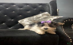 Yorkshire Terrier dogs for sale: Patrick Starr - Image 37