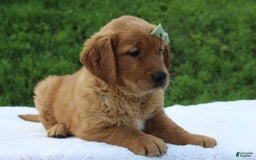 Golden Retriever dogs for sale: Amber - Image 7