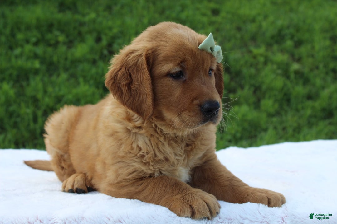 Golden Retriever dogs for sale: Amber - Image 7