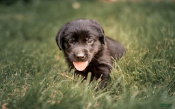 Goldador dogs for sale: Pink - Image 11
