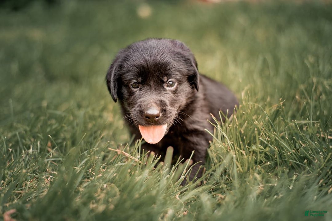Goldador dogs for sale: Pink - Image 11