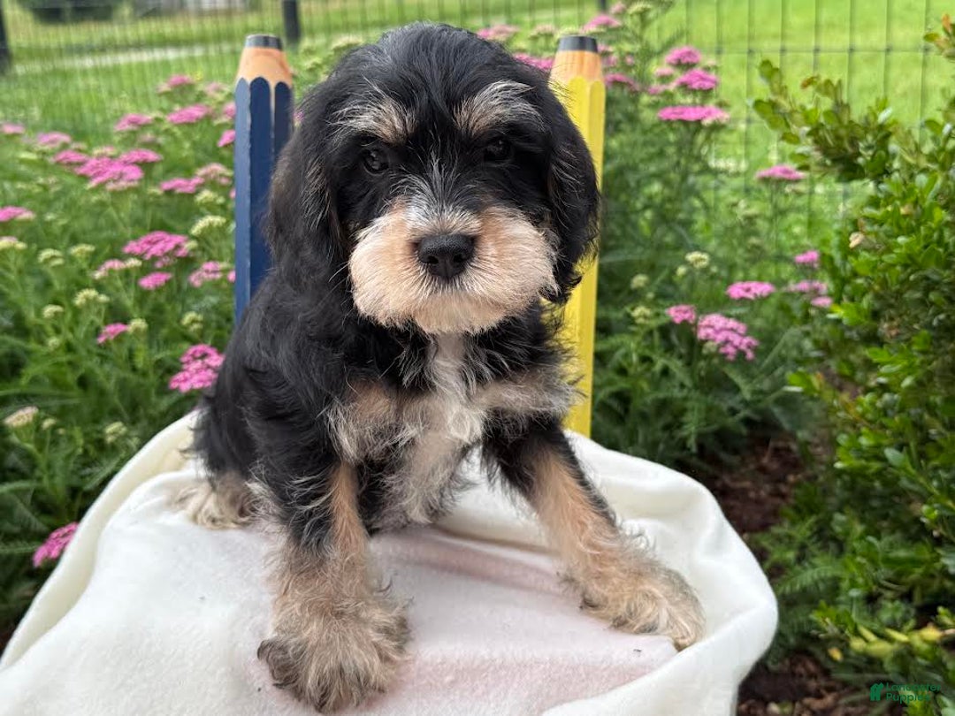Miniature Schnauzer dogs for sale: Pablo - Image 2