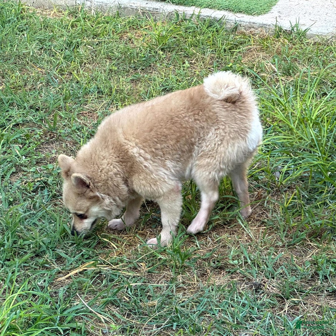 Pomeranian dogs for sale: Giovanna - Image 5