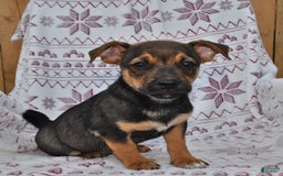 Welsh Corgi Pembroke dogs for sale: Welsh Corgi (Pembroke) 7 puppies - Image 15