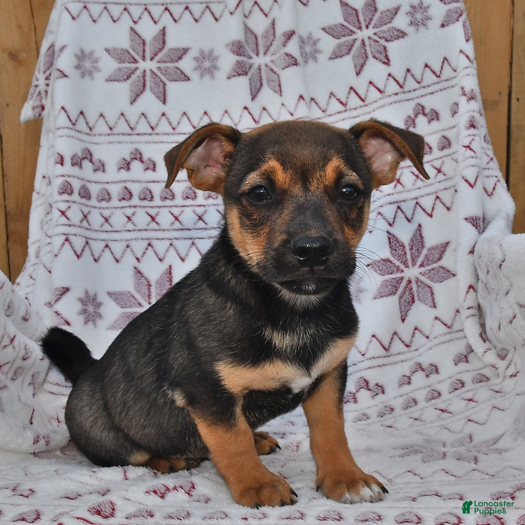 Welsh Corgi Pembroke dogs for sale: Welsh Corgi (Pembroke) 7 puppies - Image 15