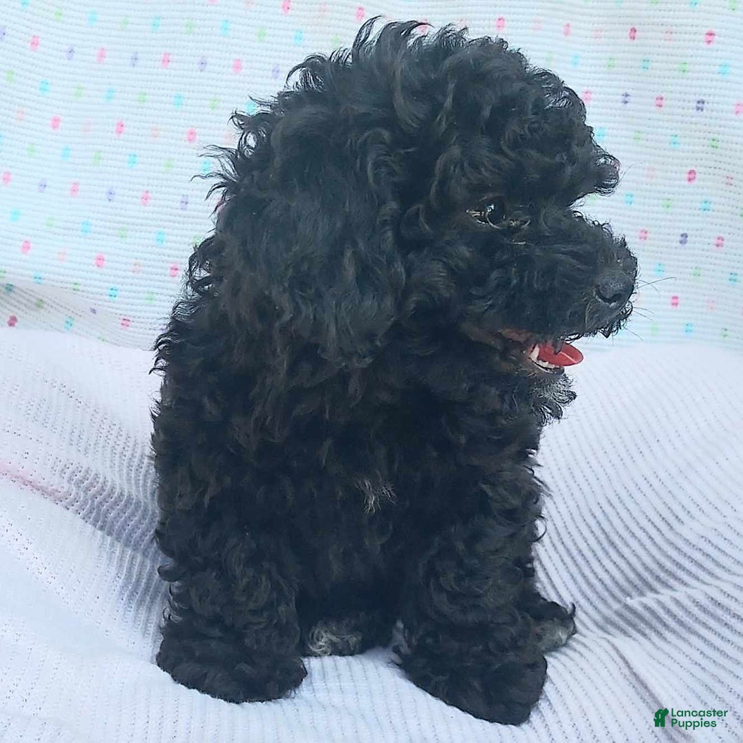 Toy Poodle dogs for sale: Onyx - Image 2