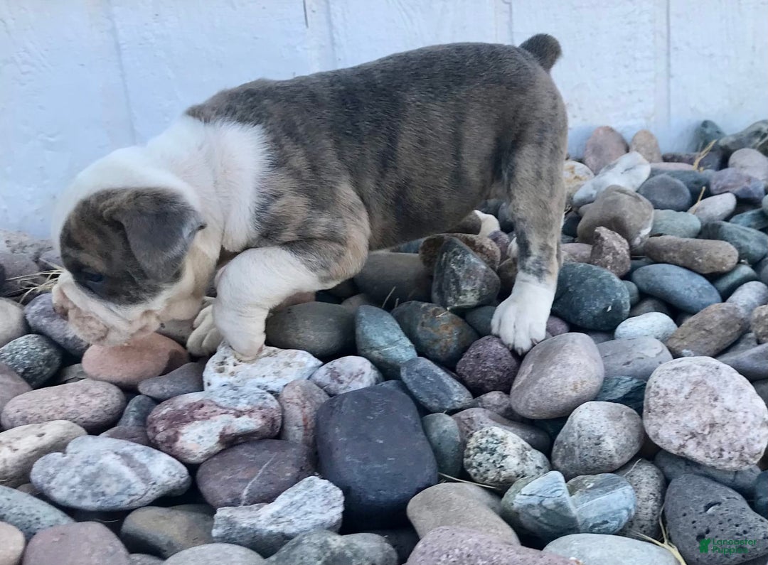 Olde English Bulldogge dogs for sale: Otto - Image 2