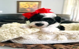 Miniature Poodle dogs for sale: Parti Girl - Image 3