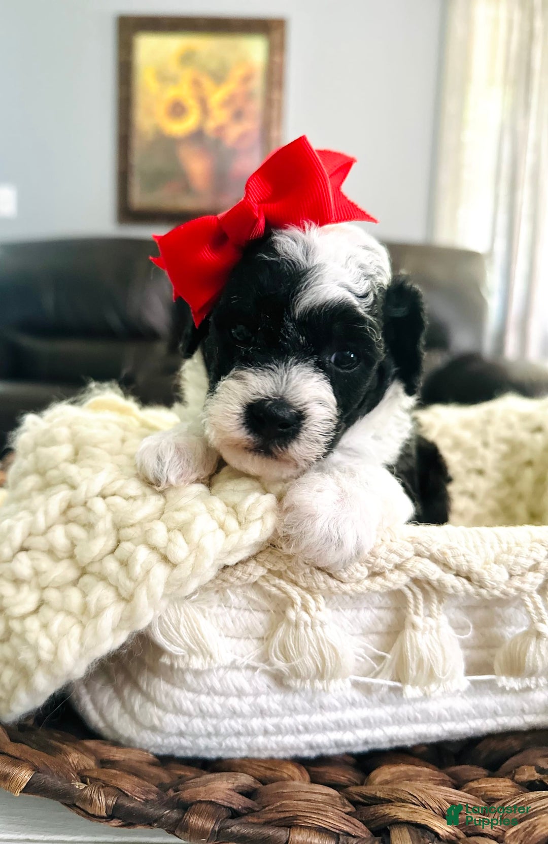 Miniature Poodle dogs for sale: Parti Girl - Image 3