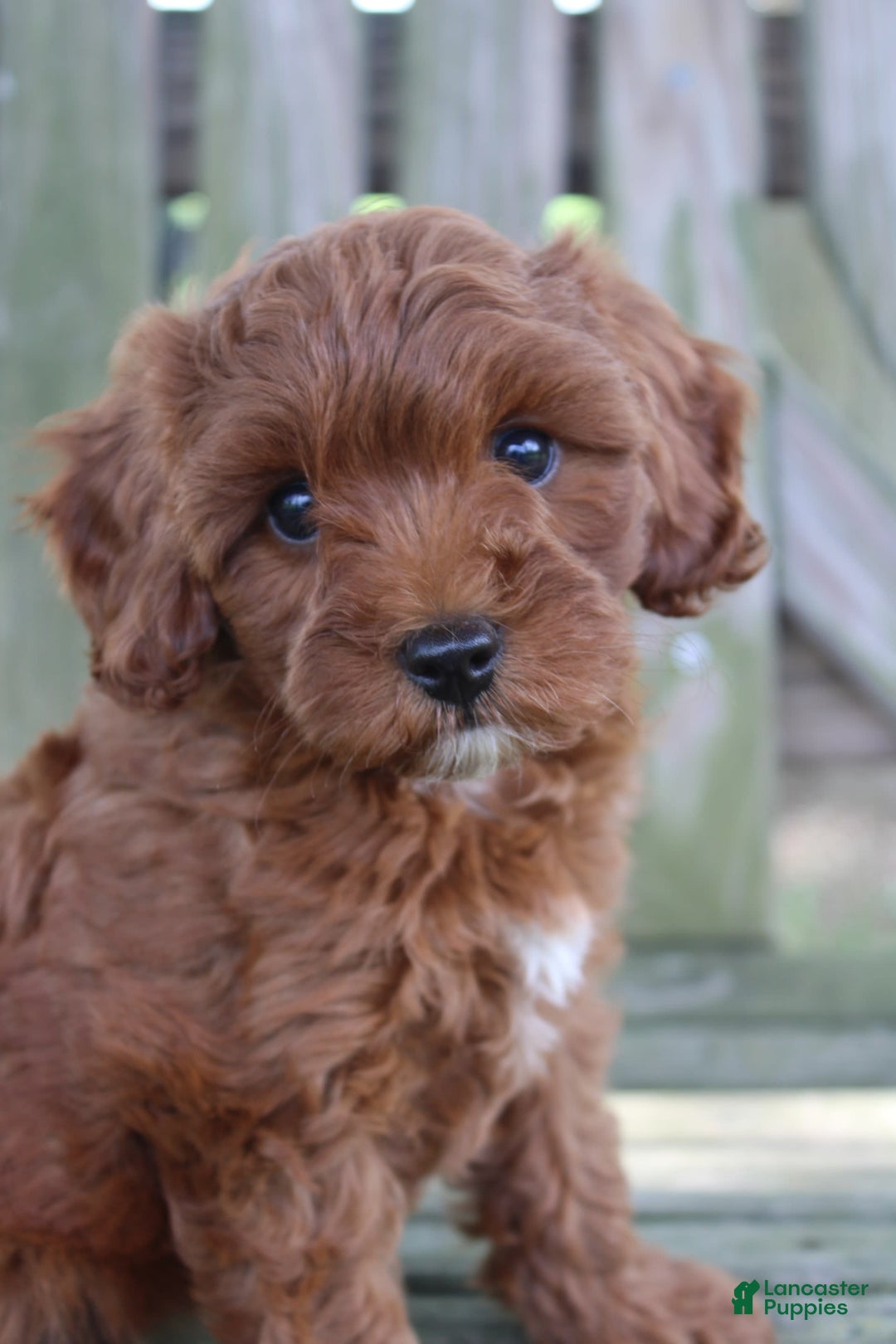 Cavapoo dogs for sale: Stella - Image 6