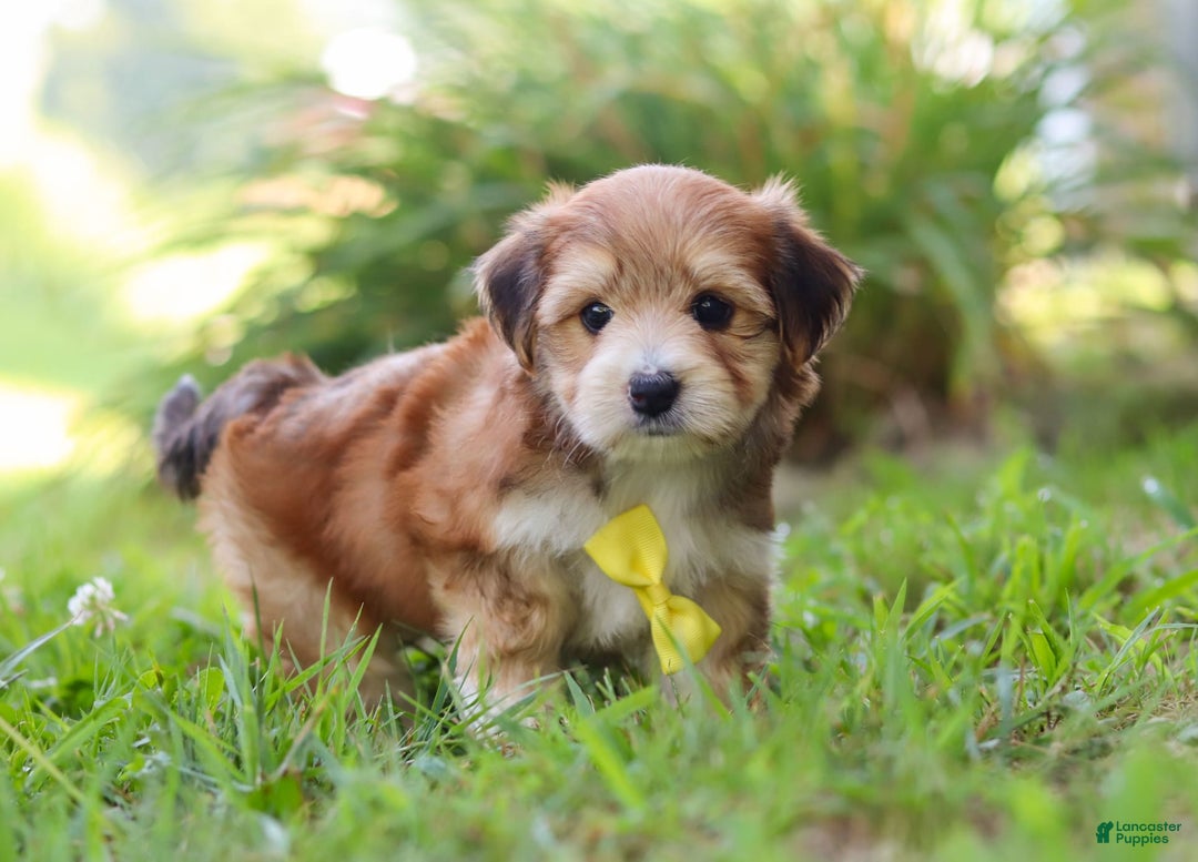 Morkie dogs for sale: Randy - Image 7