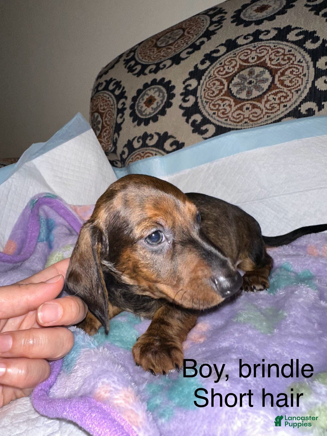 Dachshund dogs for sale: Buddy - Image 1