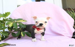 Boston Terrier dogs for sale: Boston Terrier 4 puppies - Image 3
