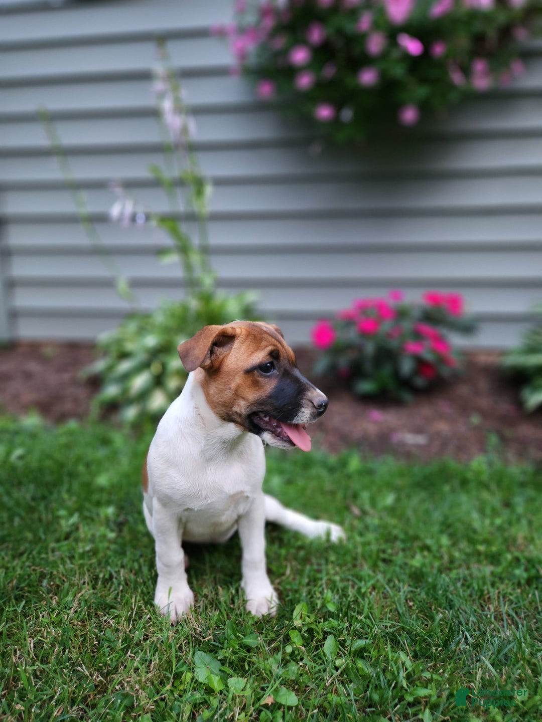 Rat Terrier dogs for sale: Bella - Image 1