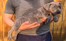 Cane Corso dogs for sale: Hawks Izzy - Image 1