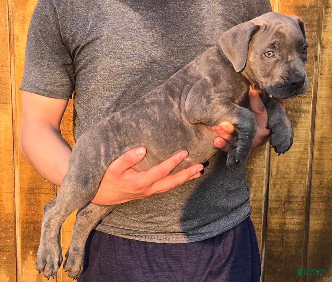 Cane Corso dogs for sale: Hawks Izzy - Image 1